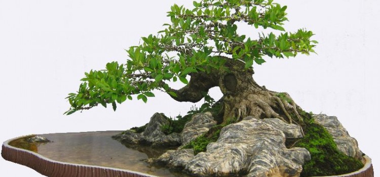 cây cảnh bonsai cần để nơi có nhiệt độ, độ ẩm thích hợp