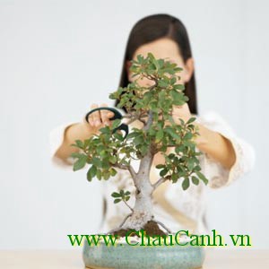 cây cảnh bonsai cần để nơi có nhiệt độ, độ ẩm thích hợp