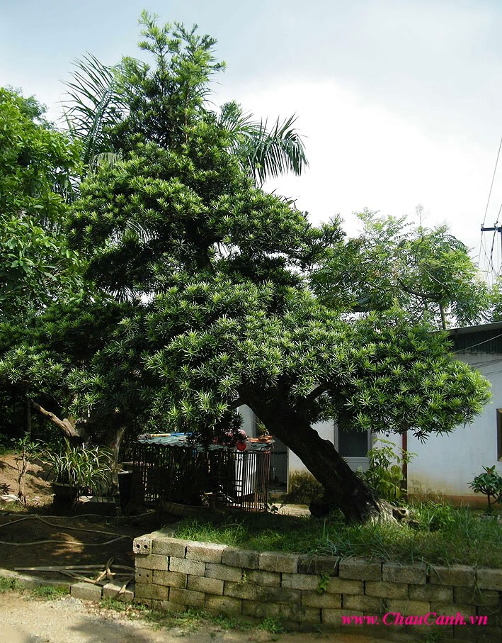Cây cảnh bonsai tùng nên được trồng hướng nam