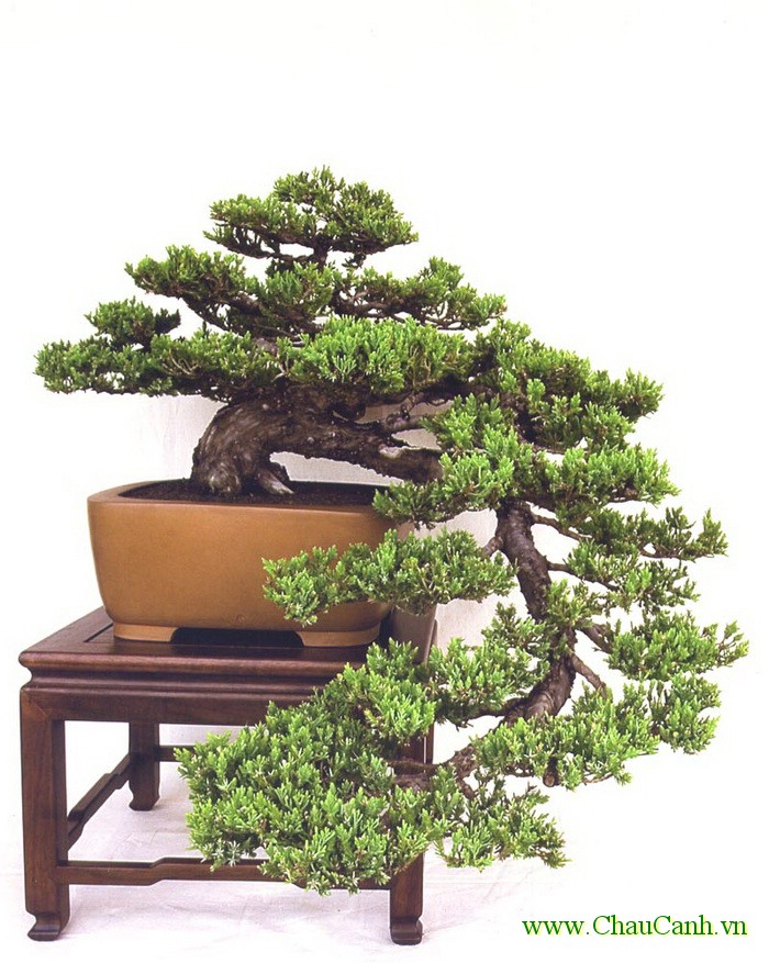 Dùng dây thép mềm tạo thế cho cây cảnh bonsai